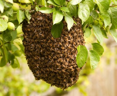 Як ловити бджолині рої