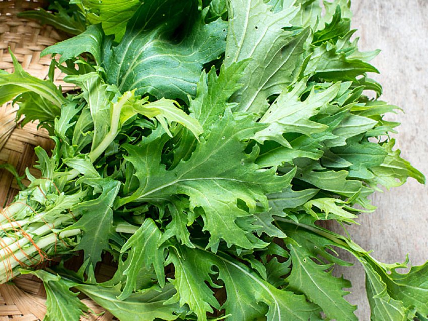 Японська капуста Японська капуста