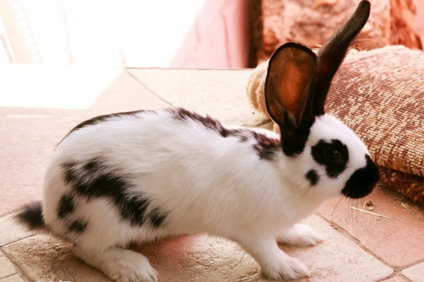 Кролик породи Метелик