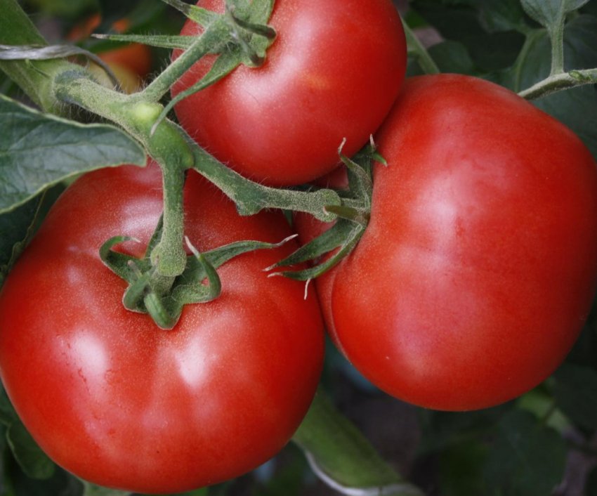 Гибриды томатов для теплиц