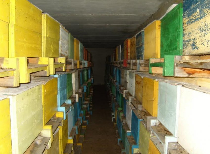 Зимівля бджіл в омшанику Зимівля бджіл в омшанику