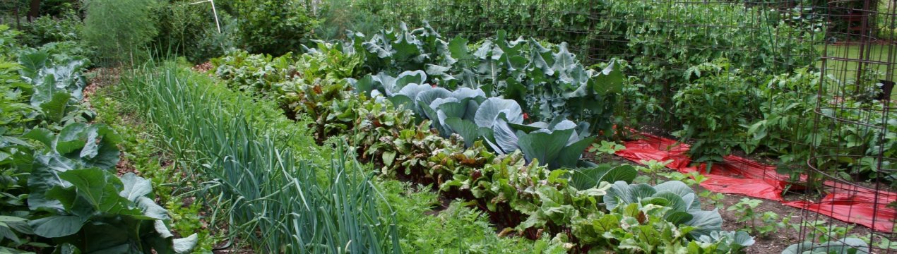 Український фермер удобрює город «соком» каліфорнійського хробака