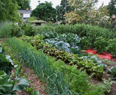 Український фермер удобрює город «соком» каліфорнійського хробака