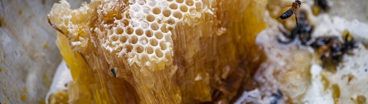 Вкус и цвет дикого мёда
