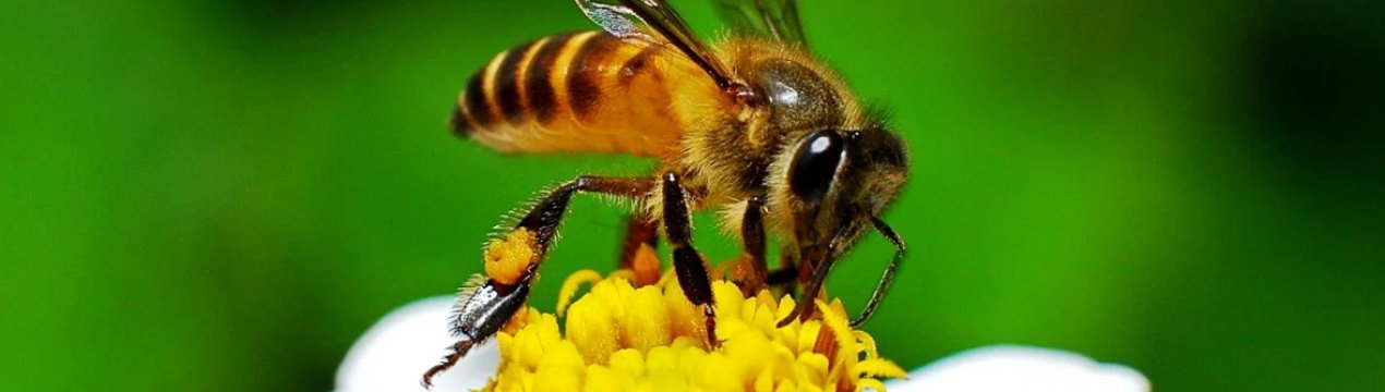 Особливості медоносної бджоли