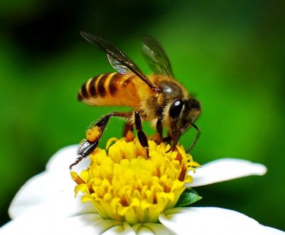 Особливості медоносної бджоли