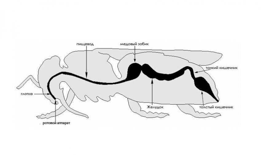 Несколько желудков. Пищеварительная система пчелы. Схема строения пищеварительной системы насекомых. Пищеварительная система пчелы медоносной. Строение пищеварительной системы рабочей пчелы.