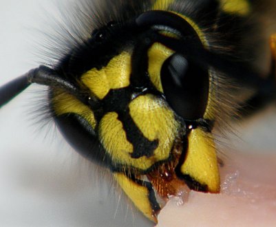 Як жалить оса: особливості укусу