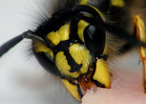 Як жалить оса: особливості укусу