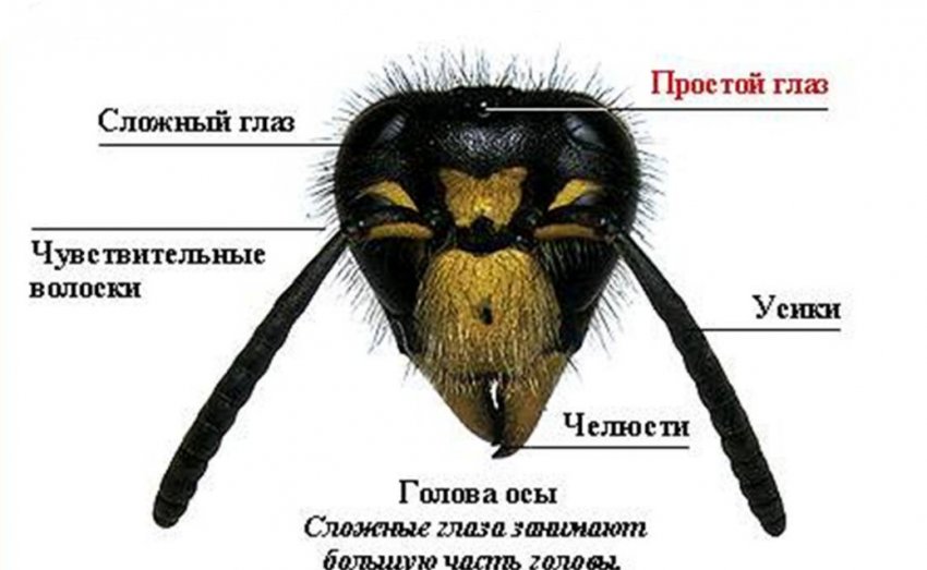 Чувства насекомых. Органы чувств пчелы медоносной. Органы чувств пчелы таблица. Строение головы пчелы. Строение головы осы.