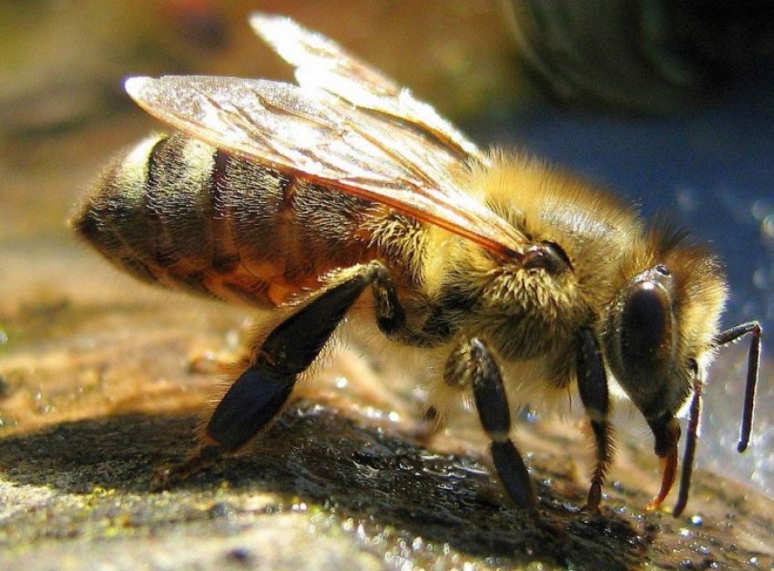 Матка бджоли