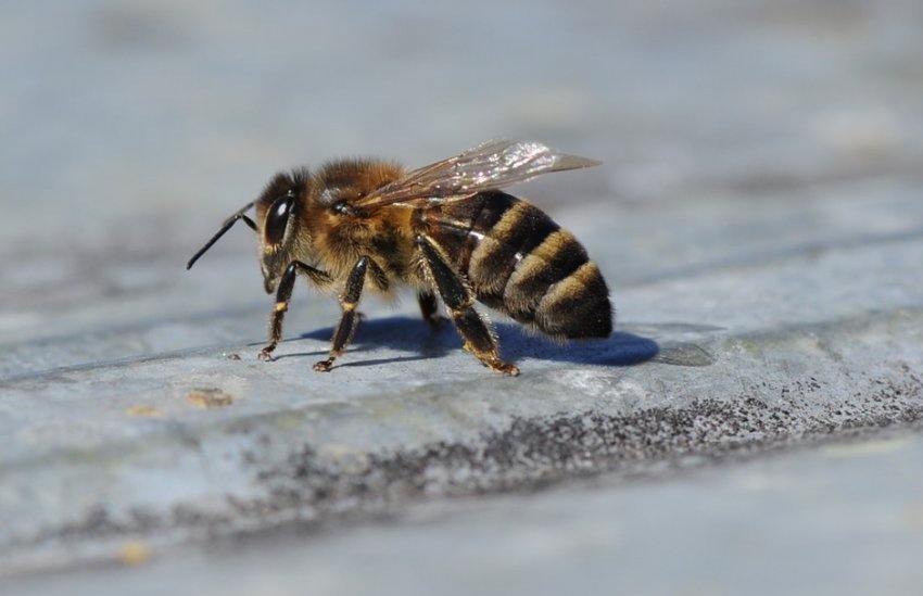 Сіра гірська кавказька