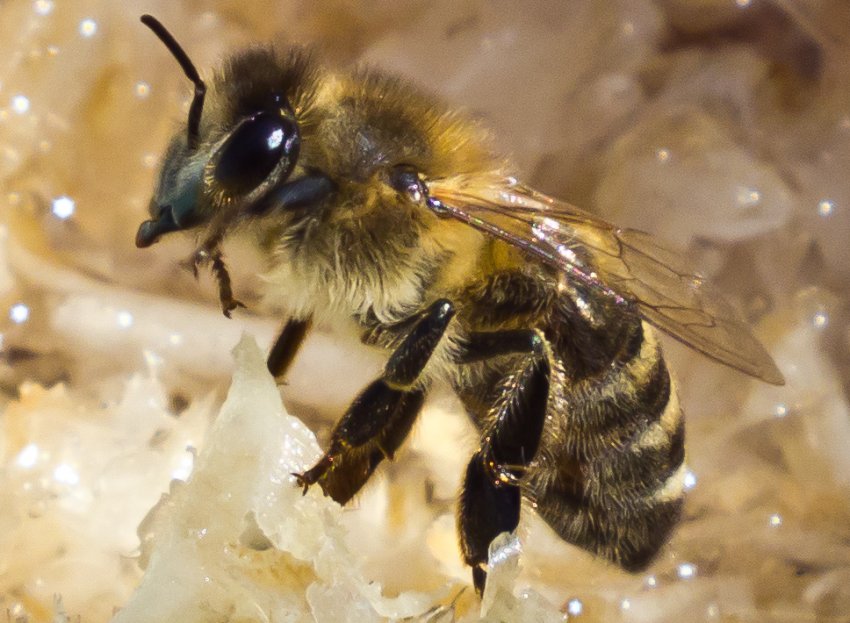 Країнський (карніка)