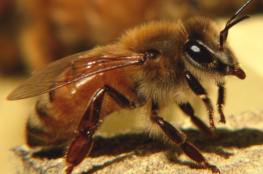 Італійська