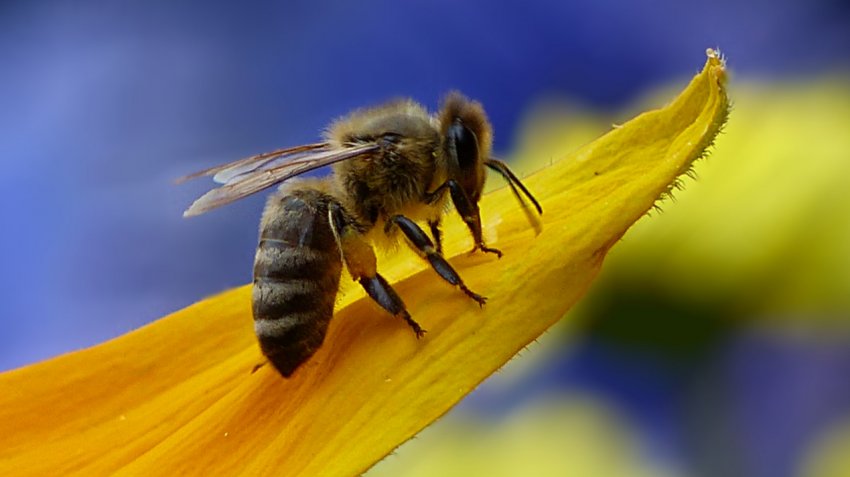 Медоносна бджола