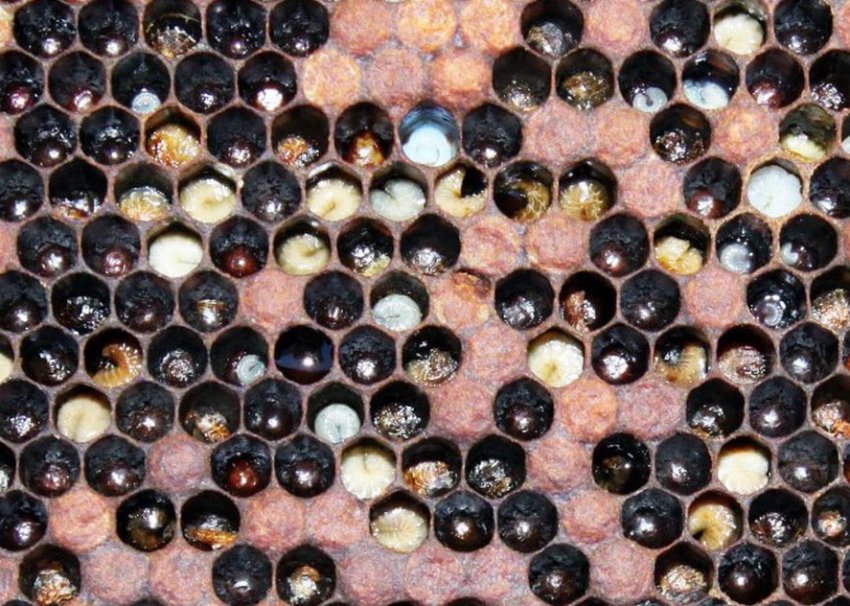 Європейський гнилець