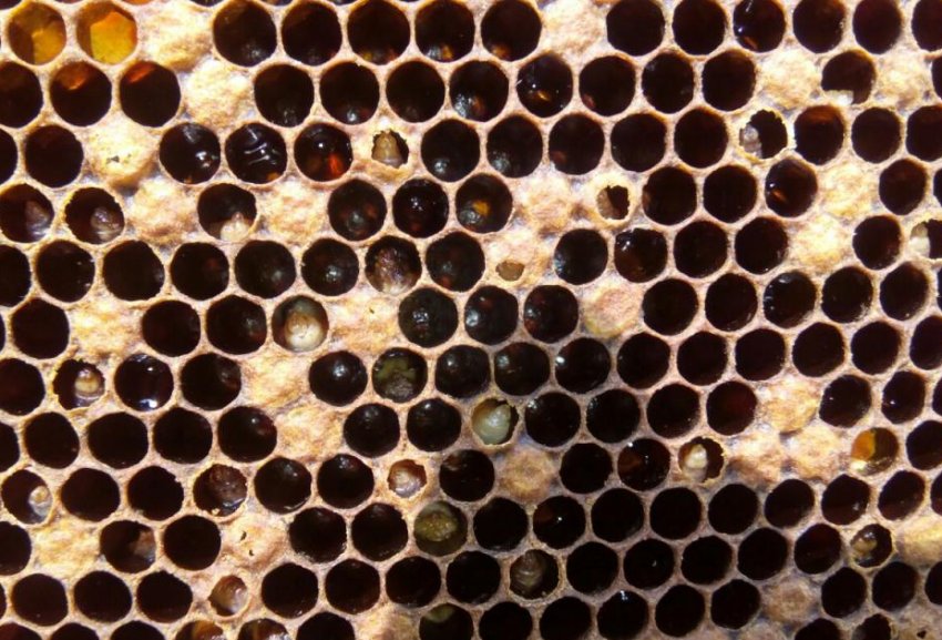 Мешотчатый розплід