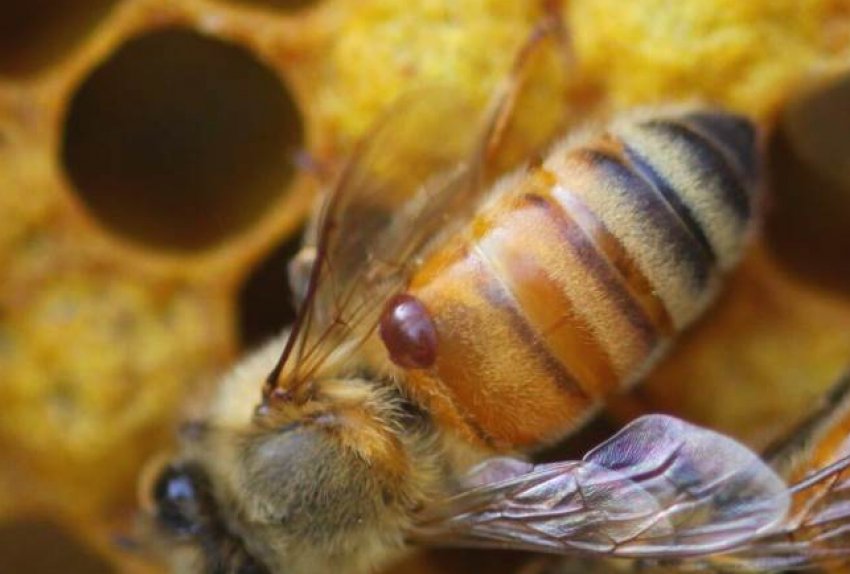 Акарапідоз