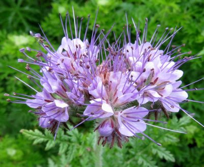  Фацелія — медонос: як вирощувати, корисні властивості