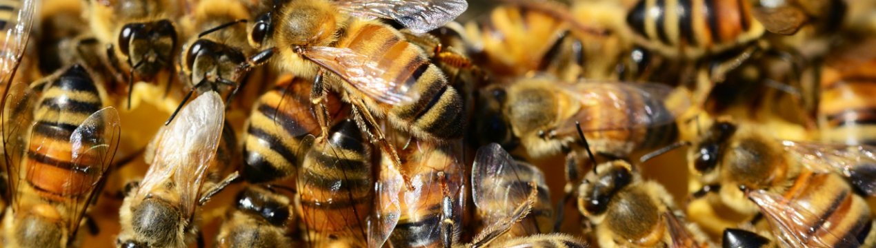 Чому зникають бджоли?