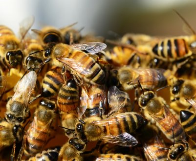 Чому зникають бджоли?
