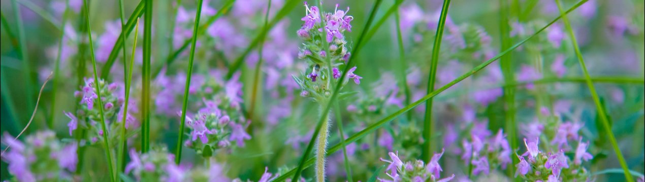 Чебрець з українських полів перетворює звичайних фермерів у багатіїв