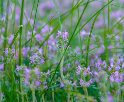 Чебрець з українських полів перетворює звичайних фермерів у багатіїв