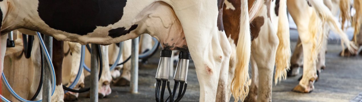 Російські молочники сподіваються на рятівні дотації від щедрих інвесторів