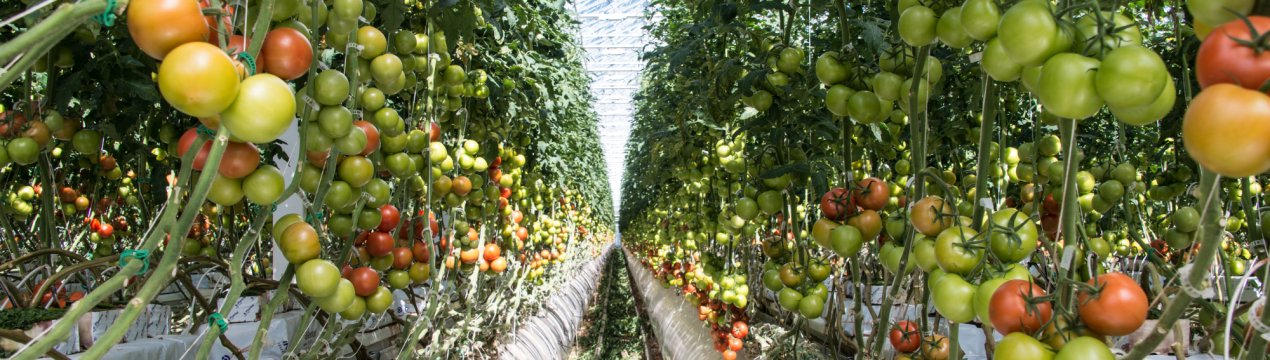 Амбітні плани: ставропольські фермери мають намір випередити всю країну в тепличному виробництві