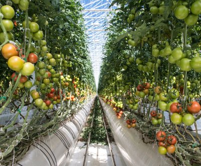 Амбітні плани: ставропольські фермери мають намір випередити всю країну в тепличному виробництві