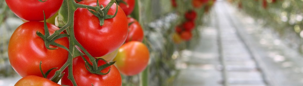 Коли і як правильно знімати помідори в теплиці?