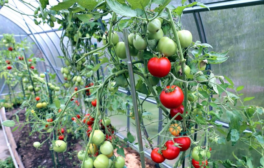 Помідори в теплиці Помідори в теплиці