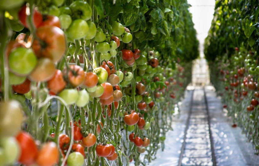 Помідори в теплиці Помідори в теплиці