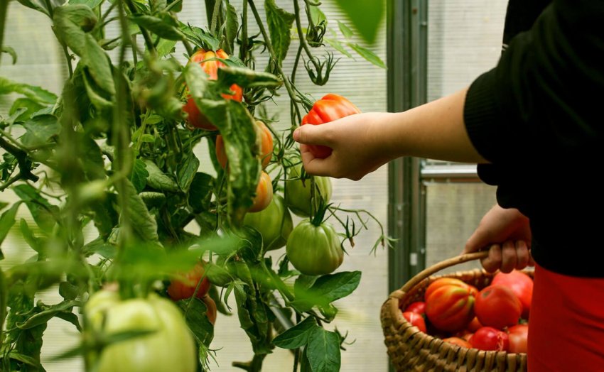 Збирання томатів у теплиці Збирання томатів у теплиці