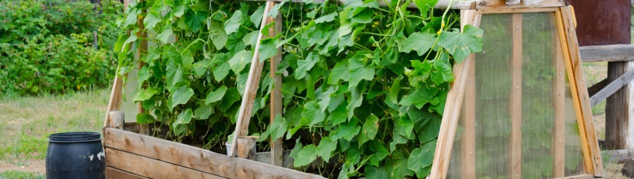 Як зробити парник для огірків своїми руками?