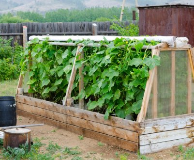 Як зробити парник для огірків своїми руками?