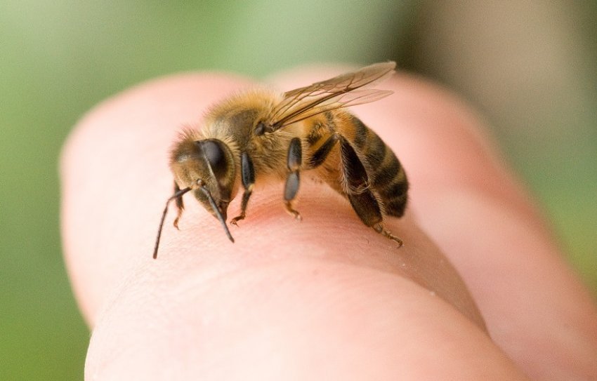 Апітерапія при хворобах