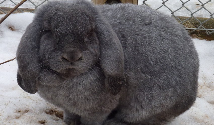 Кролик карликовий баран Кролик карликовий баран