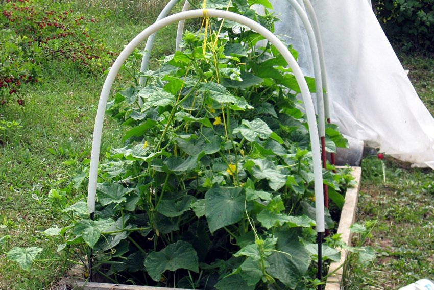 Парник для огірків Парник для огірків