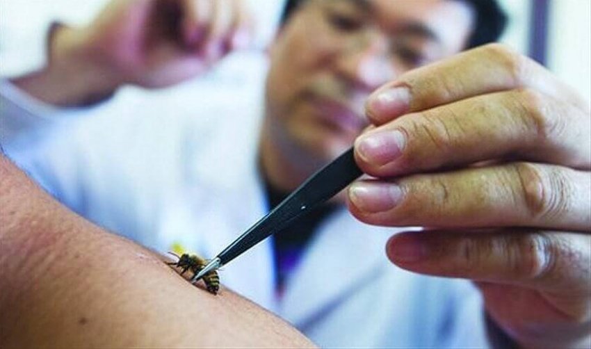 Апітерапія в домашніх умовах