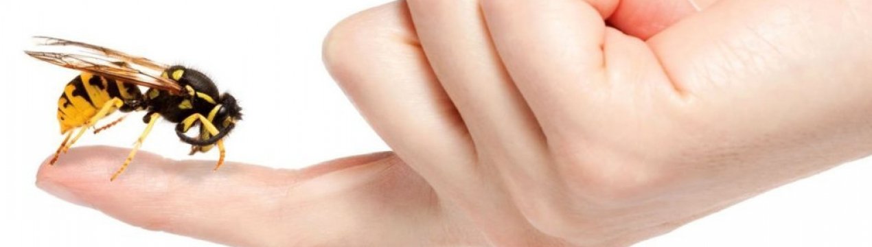 Використання апітерапії при лікуванні різних захворювань