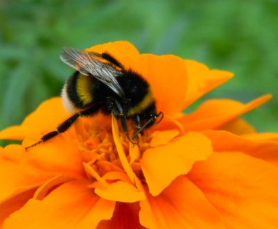 Джміль — комаха: опис, особливості, спосіб життя і середовище проживання