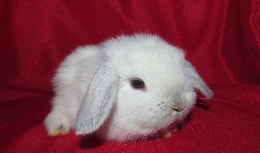 Кролик карликовий баран Кролик карликовий баран