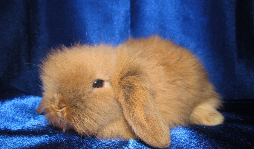 Кролик карликовий баран Кролик карликовий баран