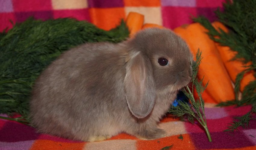 Кролик карликовий баран Кролик карликовий баран