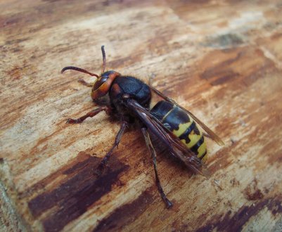 Опис і характеристика шершнів