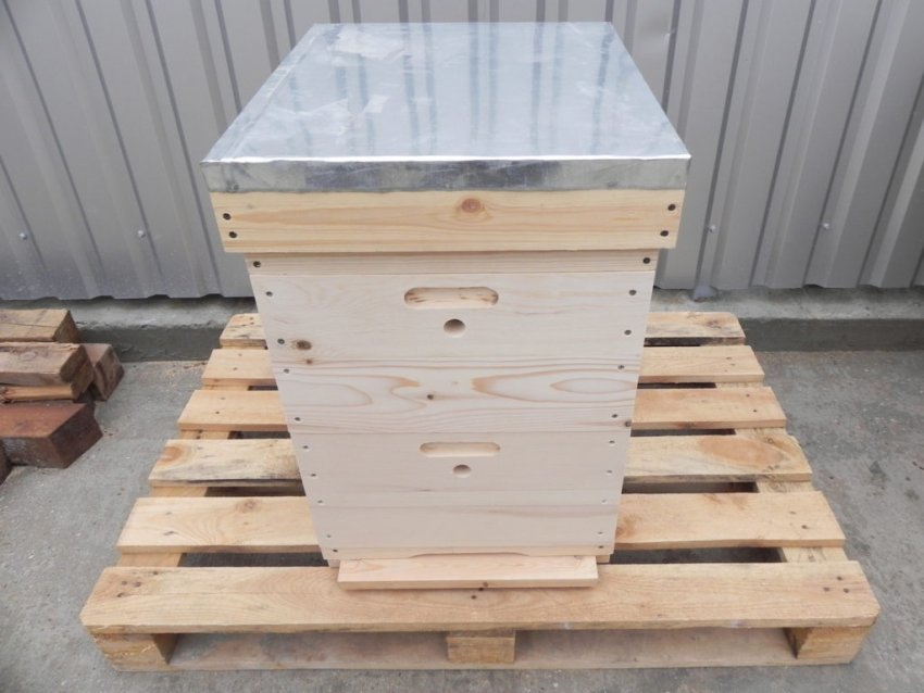 Вулик Рута або Лангстрота