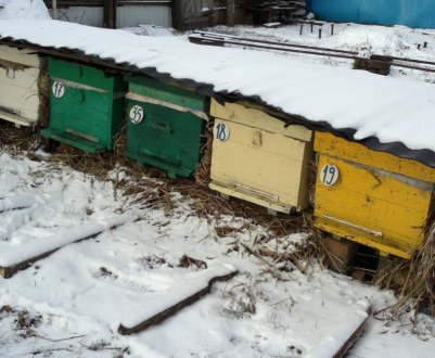 Як правильно зберігати бджіл в омшанику