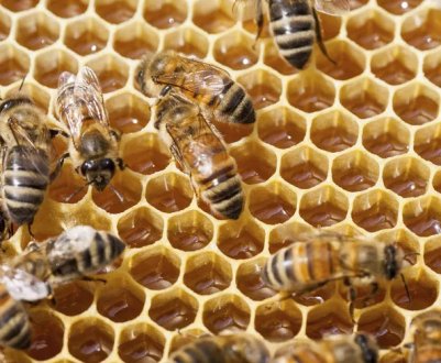 Способи та особливості двухматочного утримання бджолиних сімей