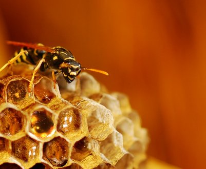 Існує осину мед і чим він відрізняється від бджолиного